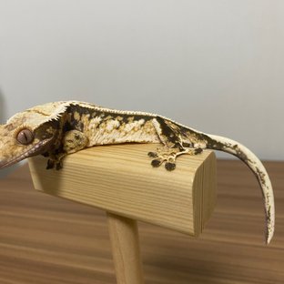 익스트림할리퀸 트라이