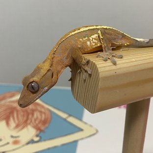 텐저린 카푸치노