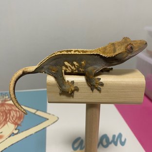 다크 핀스트라이프