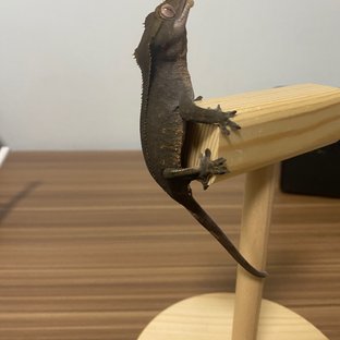 챠콜
