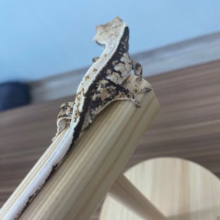 트라이 익스트림할리퀸