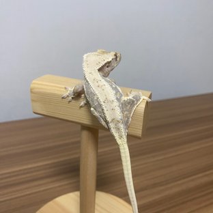 100%헷아잔틱