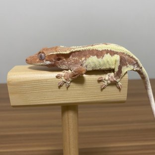 레드 프라푸치노