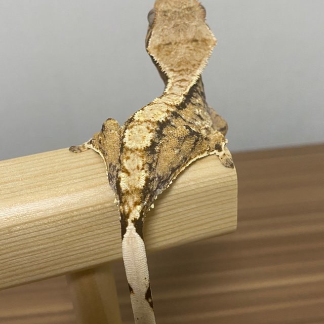 트라이 익스트림할리퀸