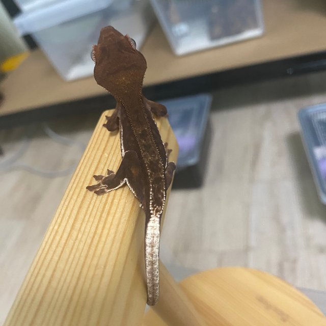 챠콜 팬텀 프라푸치노