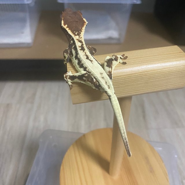 100%헷아잔틱 프라푸치노