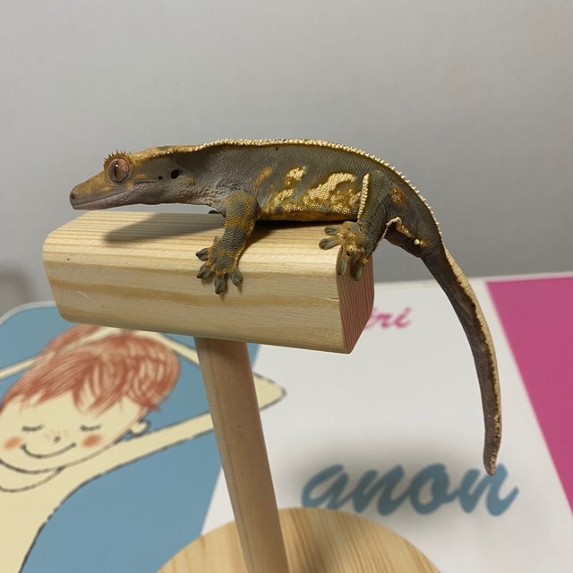 다크 핀스트라이프