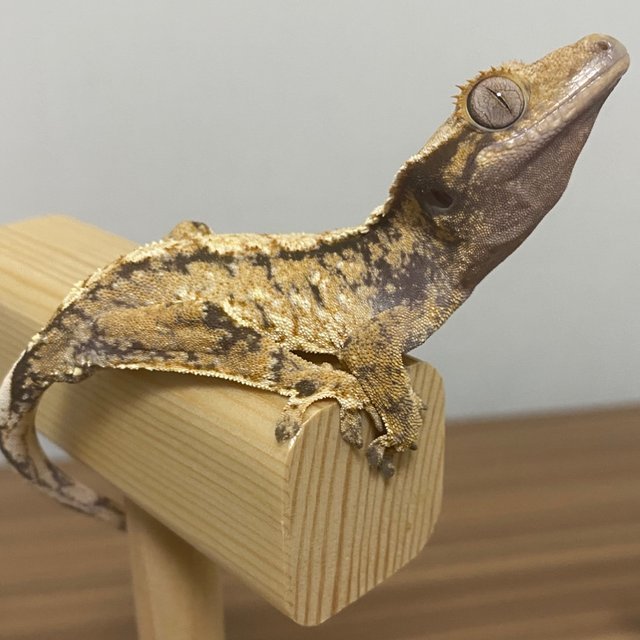 트라이 익스트림할리퀸