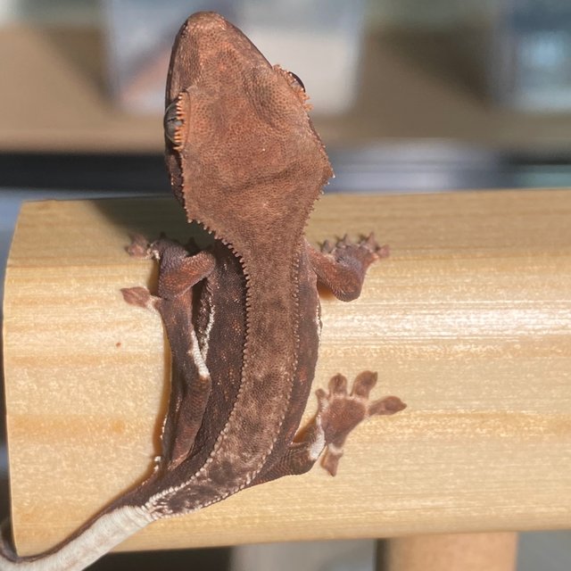 챠콜 팬텀 프라푸치노