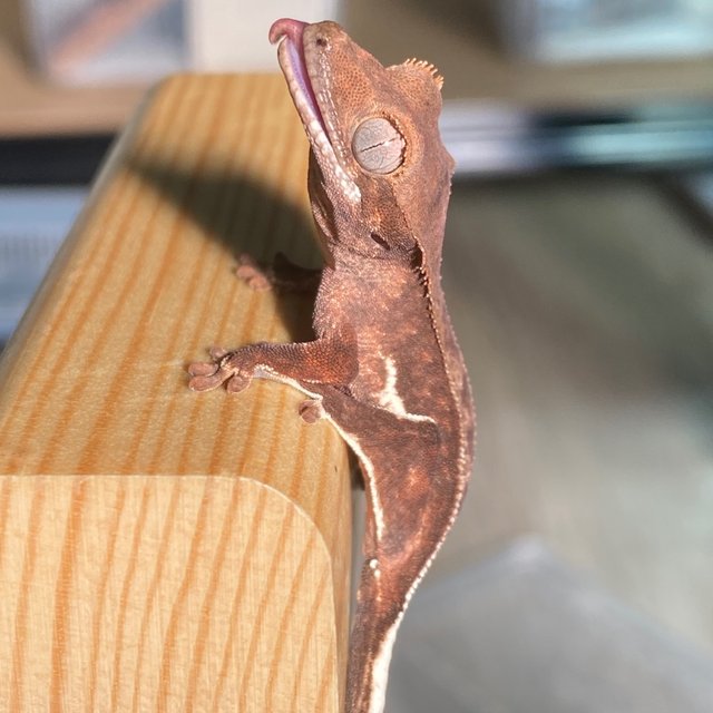 챠콜 팬텀 프라푸치노