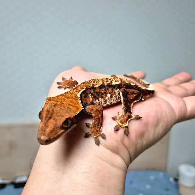 텐저린 바브 트라이