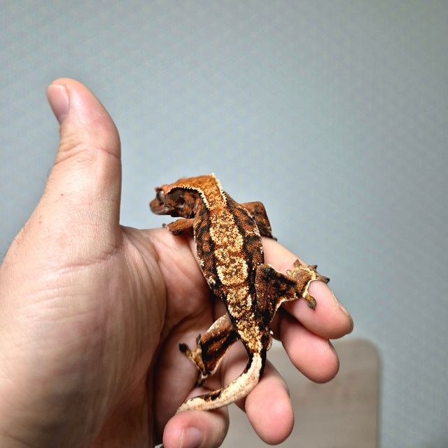 텐저린 바브 트라이