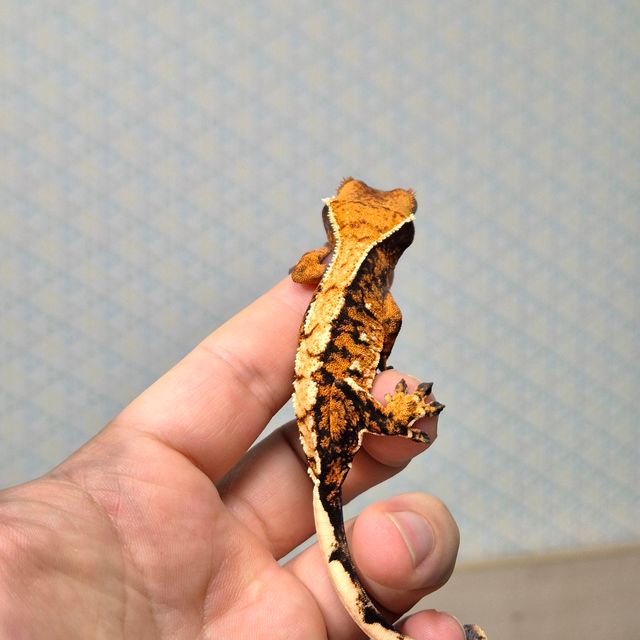 바브 트라이