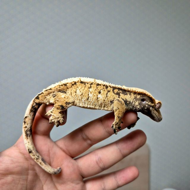 노멀 트라이