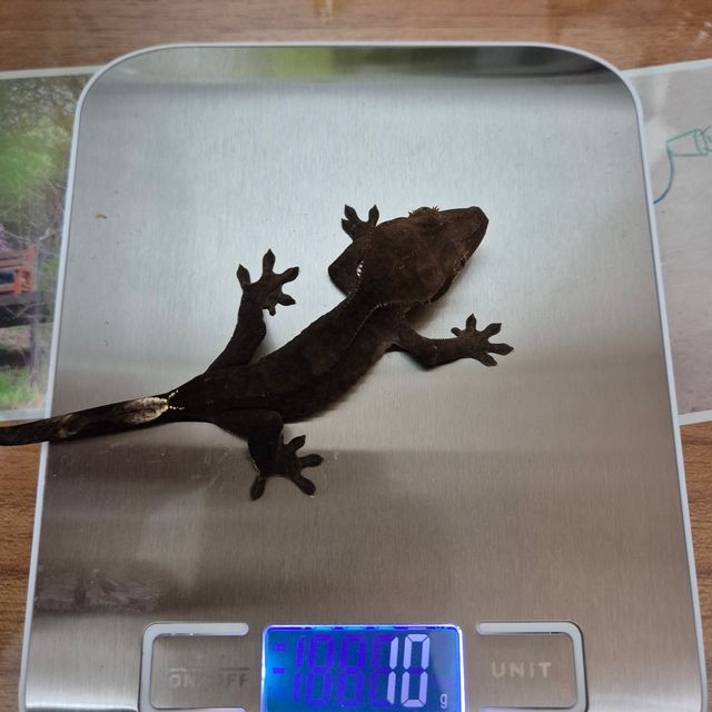챠콜 카푸치노