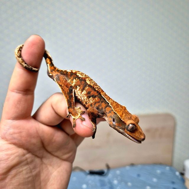 텐저린 바브 트라이