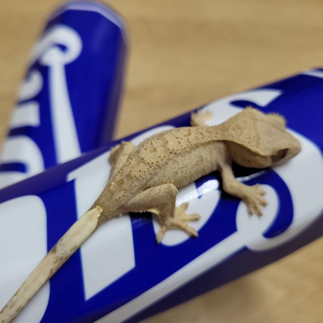 패턴리스 벅스킨 옐로우
