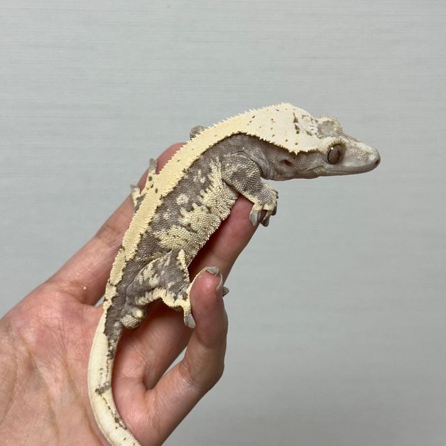 드리피 화이트스팟 다크