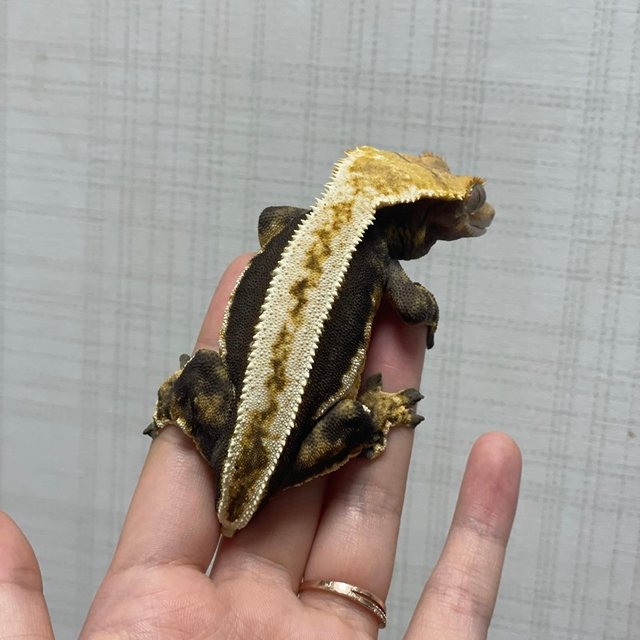 다크 풀핀 쿼드