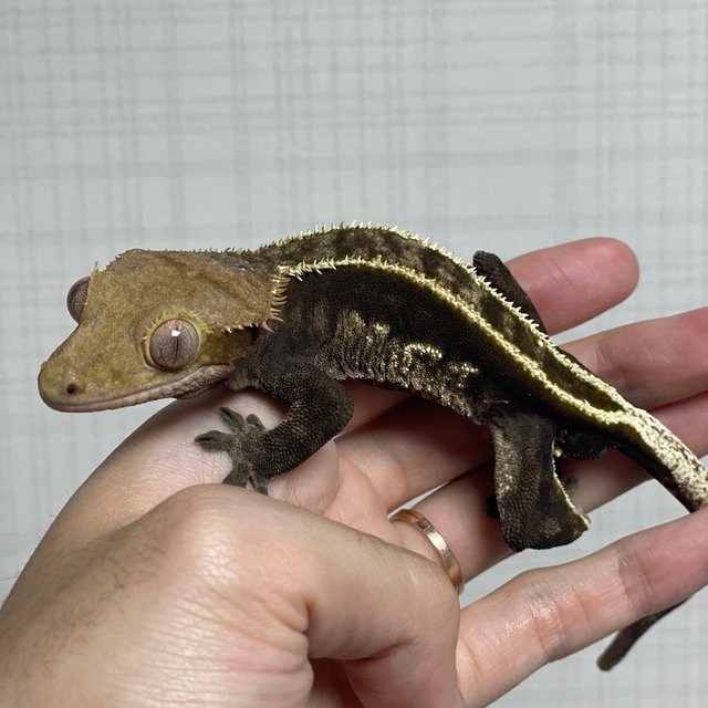 다크 풀핀 쿼드 엠티백