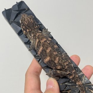 노멀 브로쓰 하이 컬러