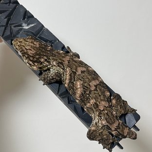 노멀 브로쓰 하이 컬러