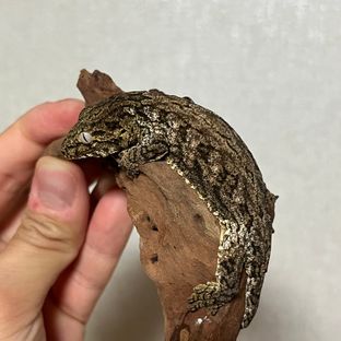 바요나이즈 베이비