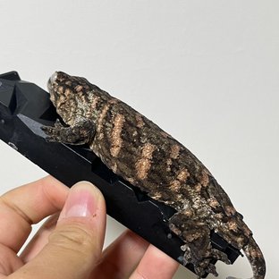 노멀 브로쓰 하이 컬러