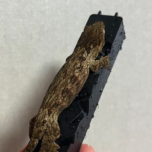 바요나이즈 