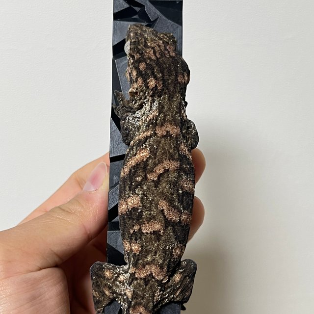 노멀 브로쓰 하이 컬러