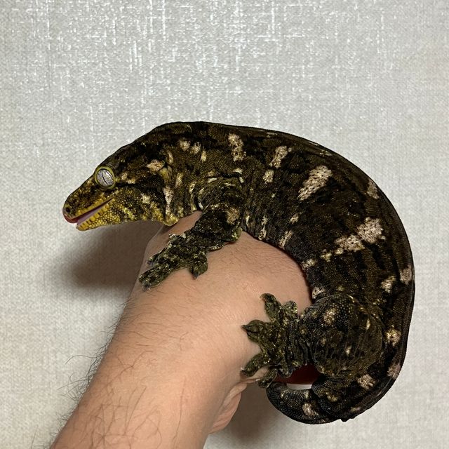 코기스