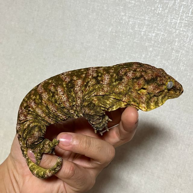 브로쓰