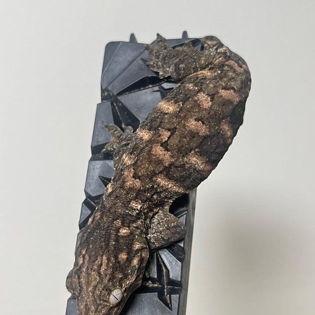 노멀 브로쓰 하이 컬러