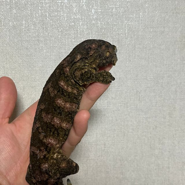 카나와