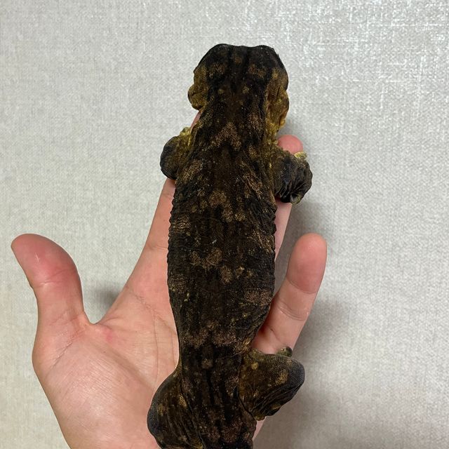 멜라니스틱