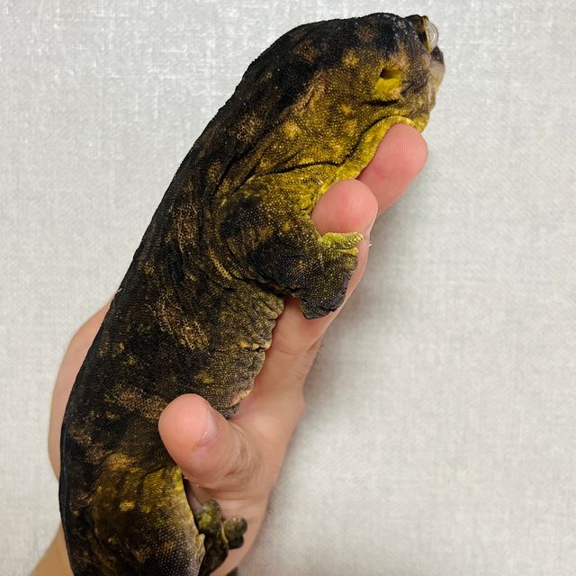 멜라니스틱