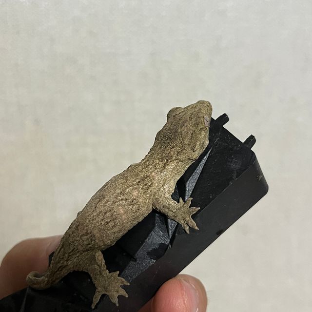 헷 멜라니스틱