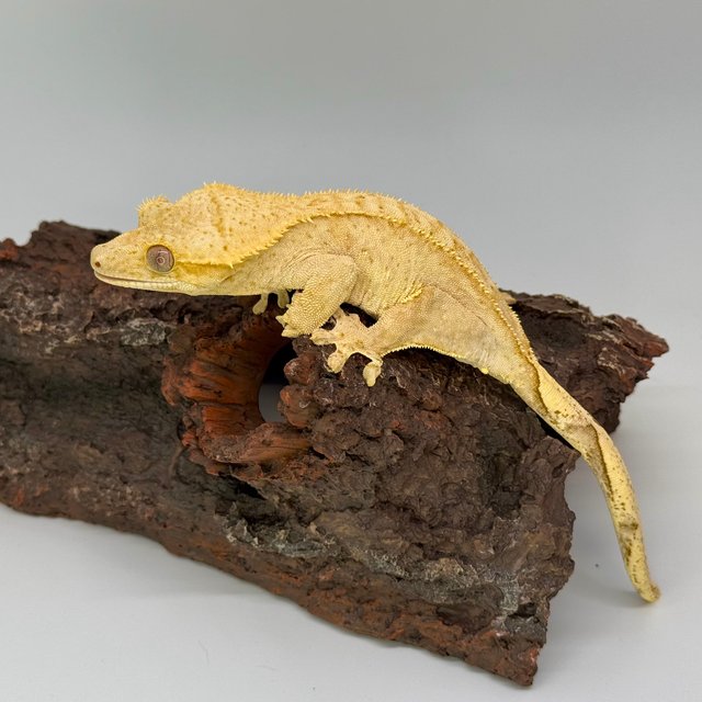 노멀 팬텀 크림 옐로우