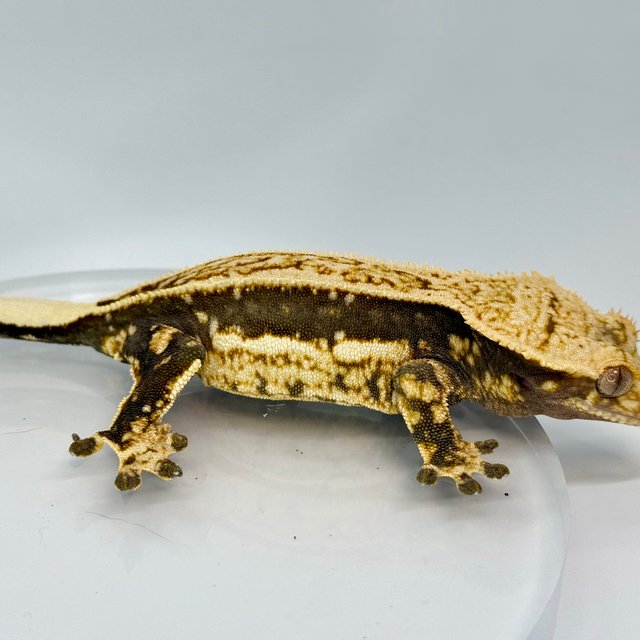 노멀 엠티백 쿼드 풀핀