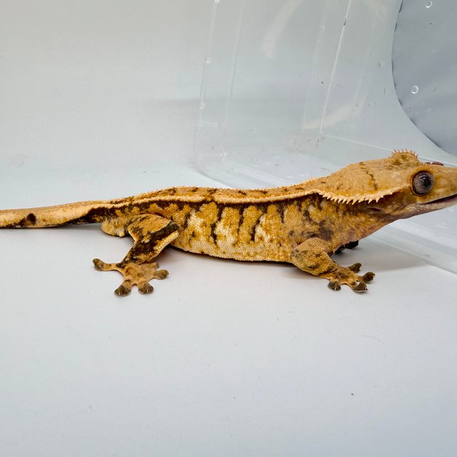 노멀 트라이 텐저린