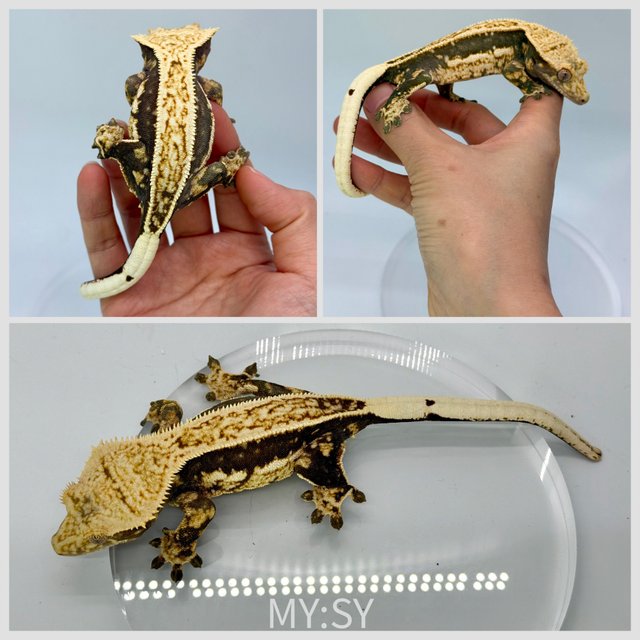 노멀 엠티백 쿼드 풀핀