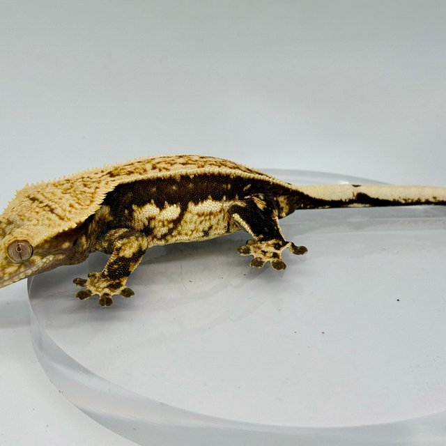 노멀 엠티백 쿼드 풀핀