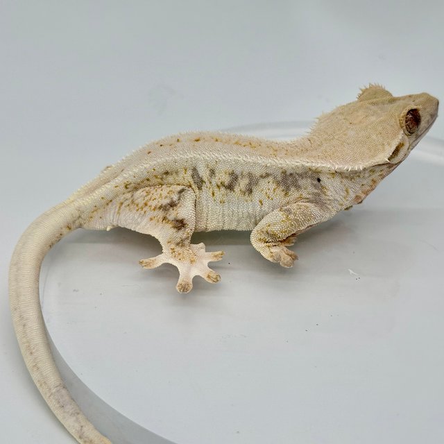 릴리화이트 트라이 화이트