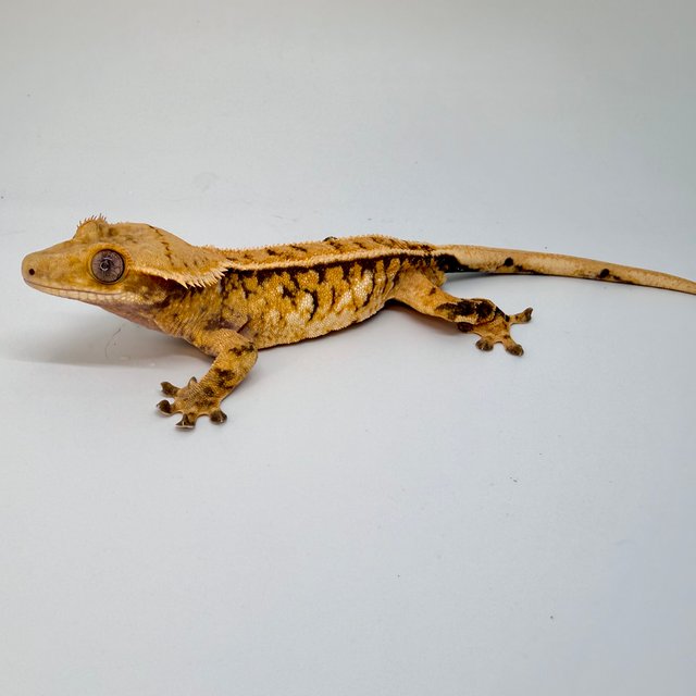 노멀 트라이 텐저린