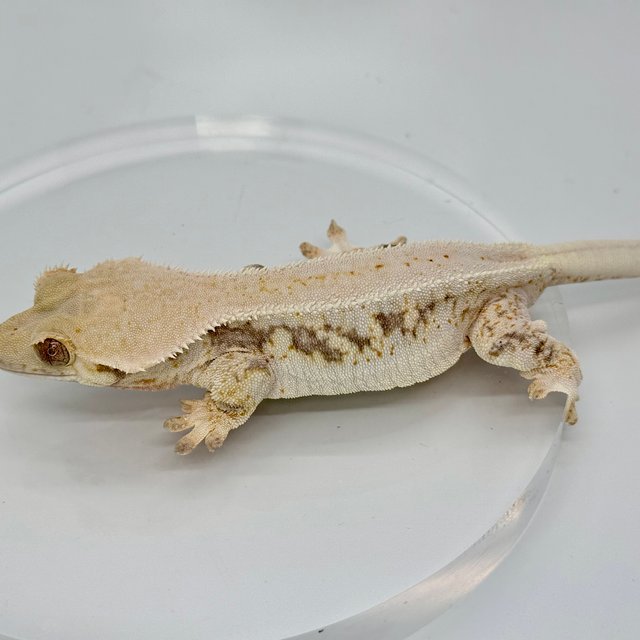 릴리화이트 트라이 화이트