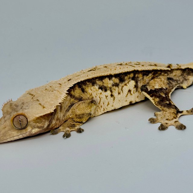 노멀 트라이 화이트