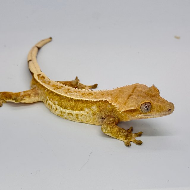 노멀 쿼드 풀핀 크림 옐로우