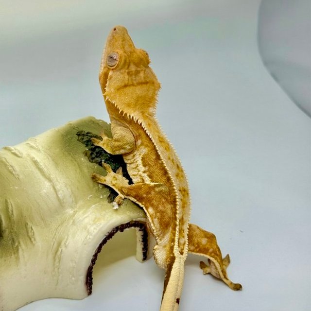 노멀 쿼드 풀핀 크림 옐로우