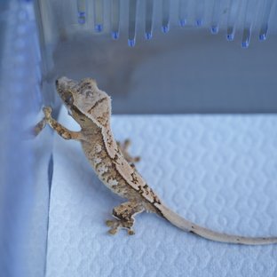화이트 크림시클 옐로우