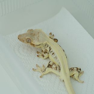 릴리화이트 트라이